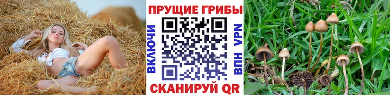 Псилоцибиновые грибы мицелий  Мезень 